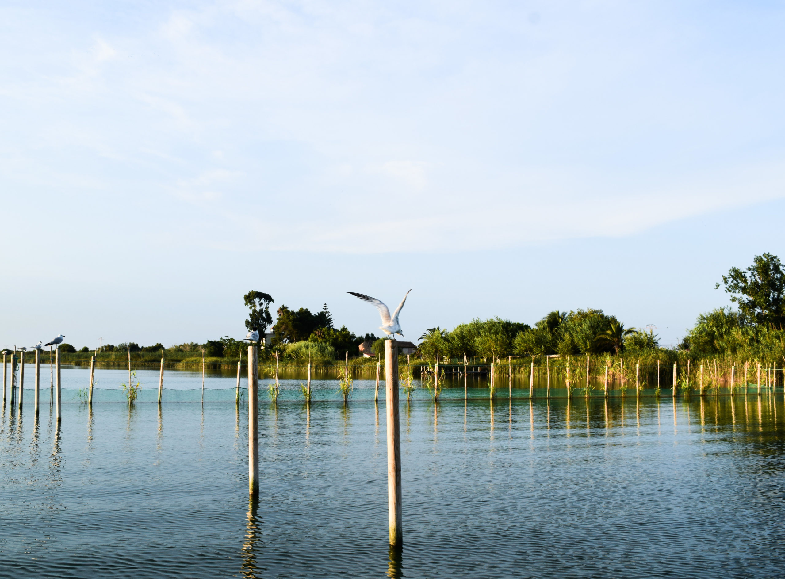 Agnela Maticorena <p>Flying at the Albufera</p>