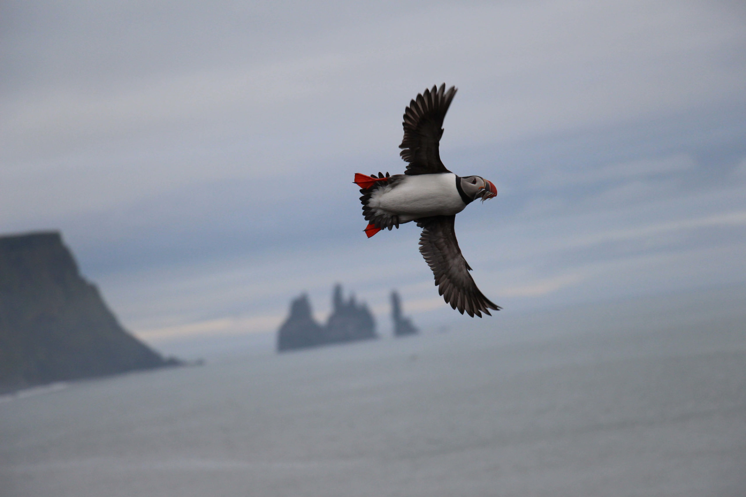 Carla Maximiliane Niendorf <p>Flying puffin</p>