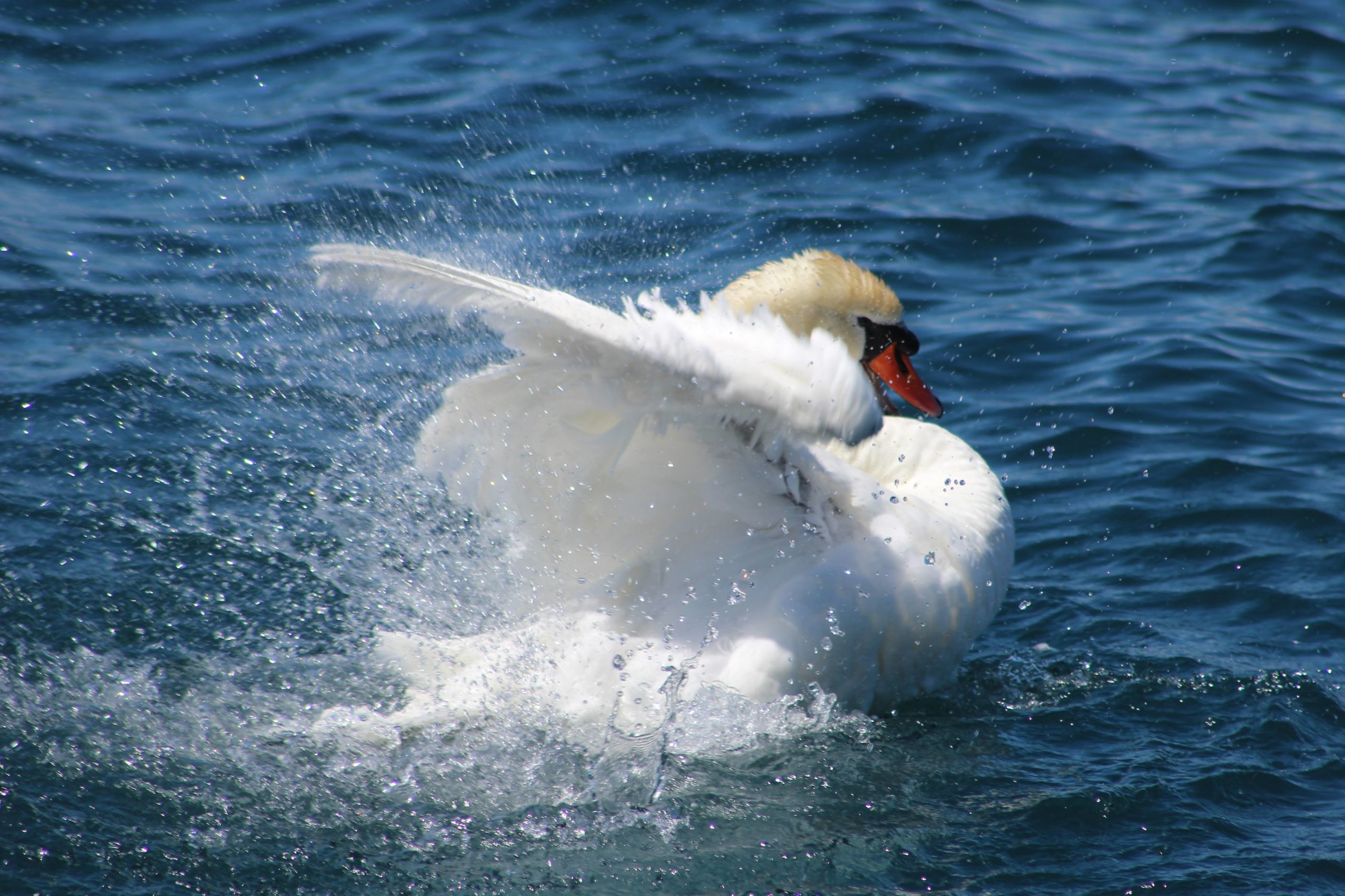 Julie Delepine<p>Swans</p> 
