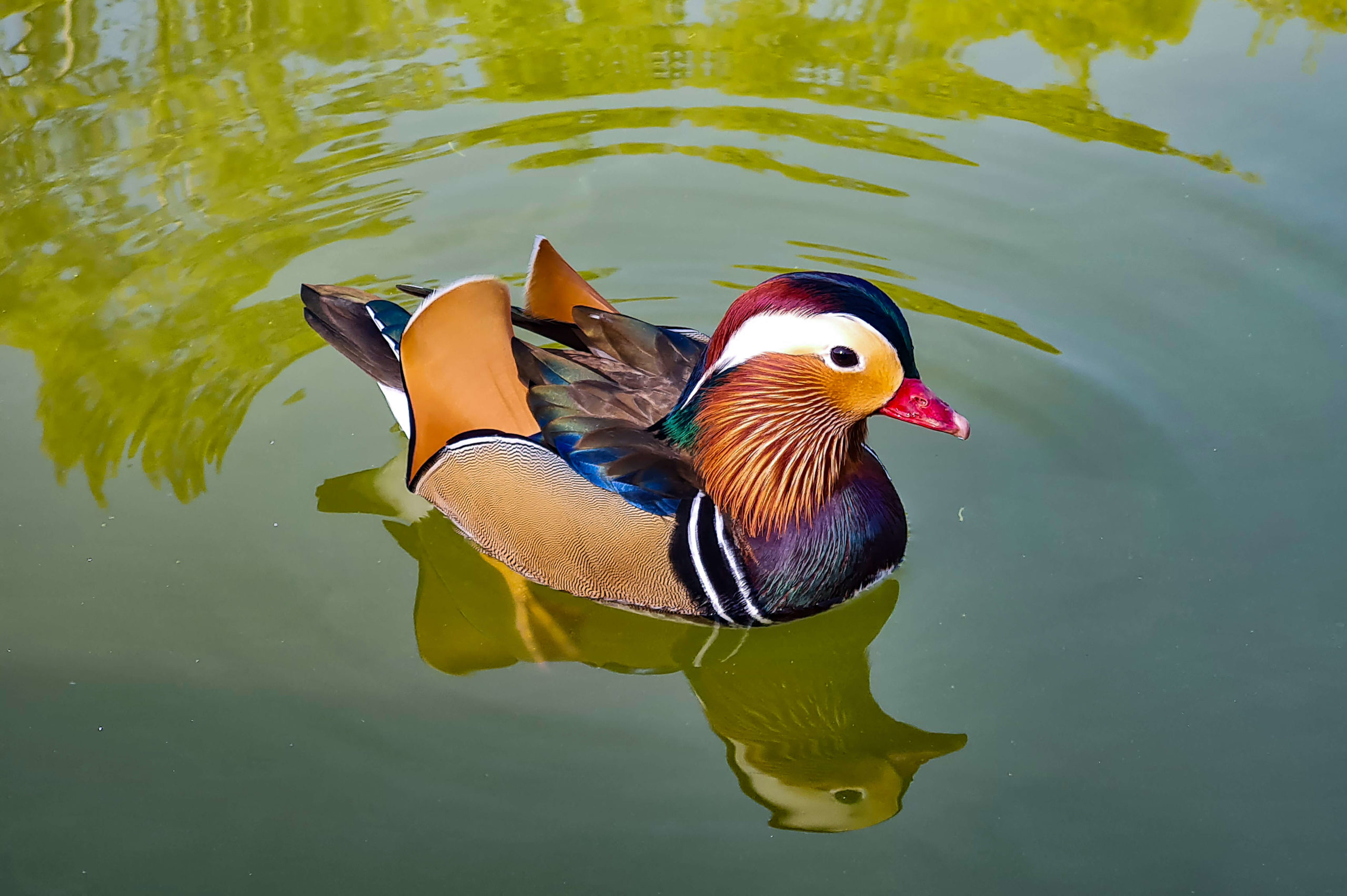 Dimitra Gazi <p>Mandarin</p> 