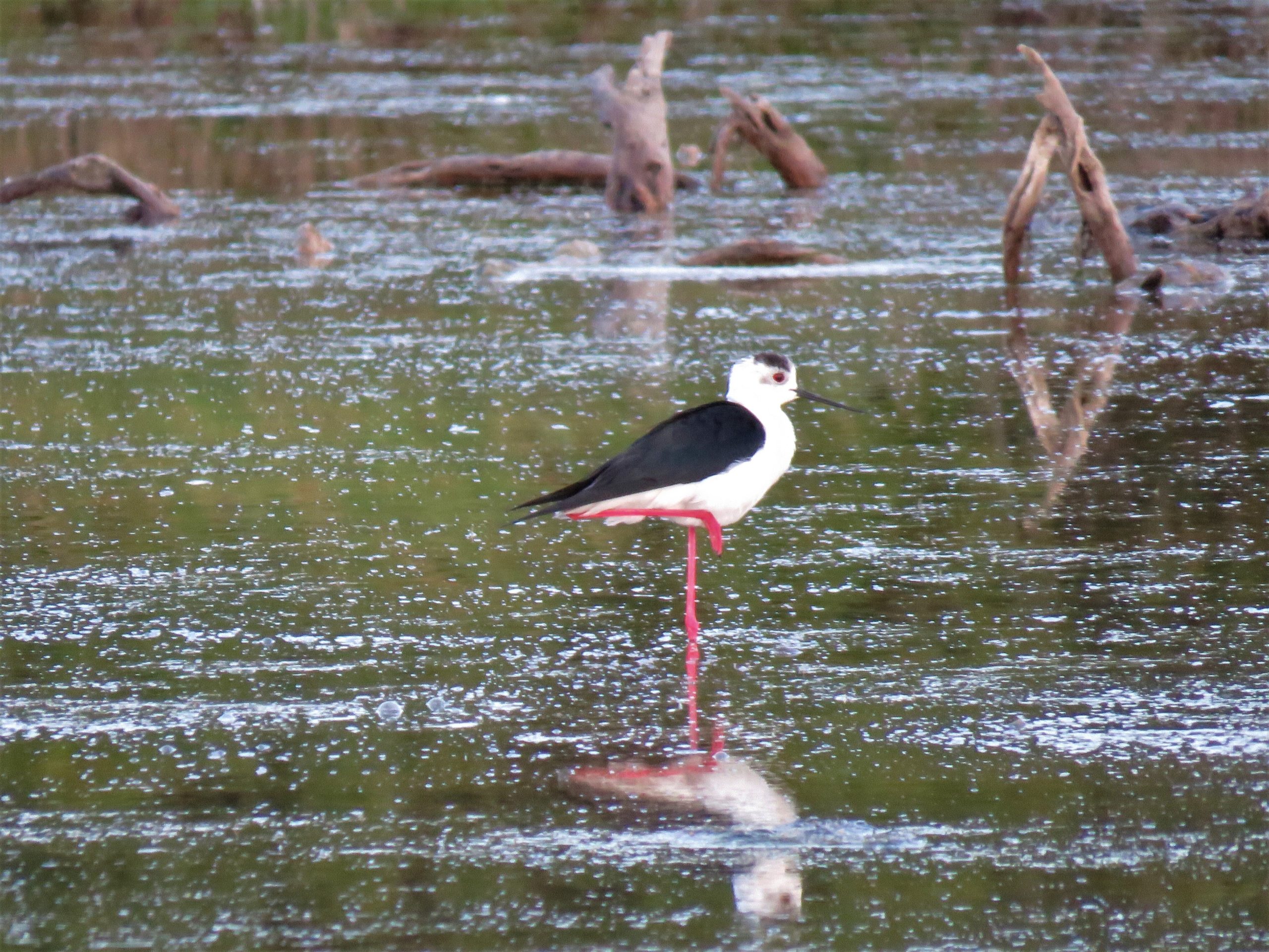 Gerasimina-Elli Fountou<p>The Black-necked stilt</p> 