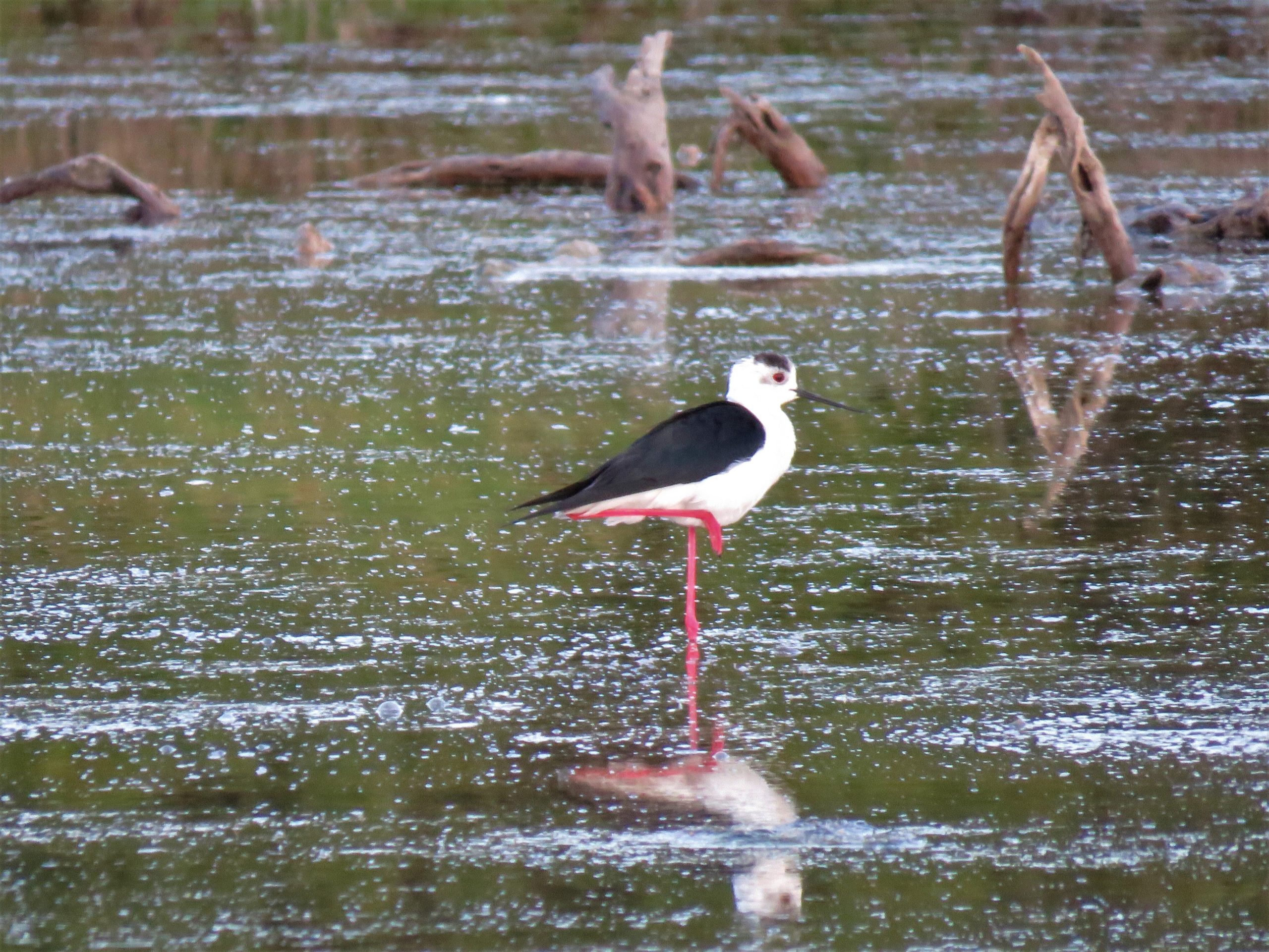 Gerasimina-Elli Fountou<p>The Black-necked stilt</p>