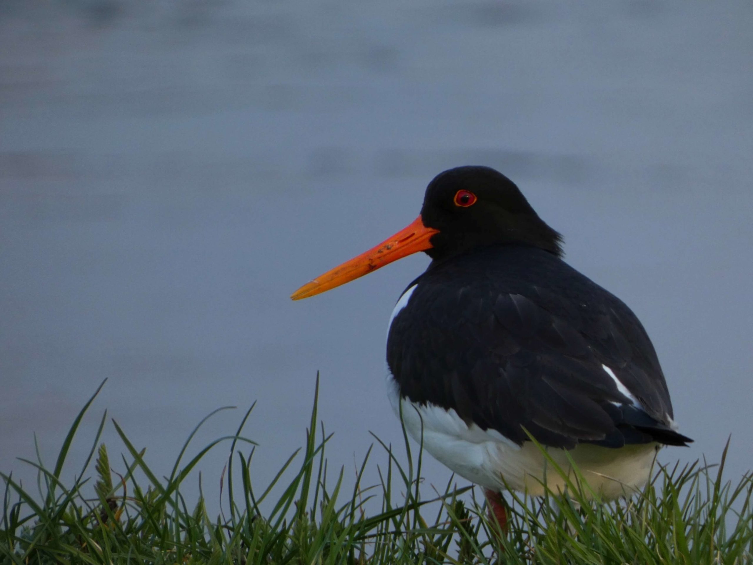 Liliana Izotova<p>Eurasian oystercatcher</p> 