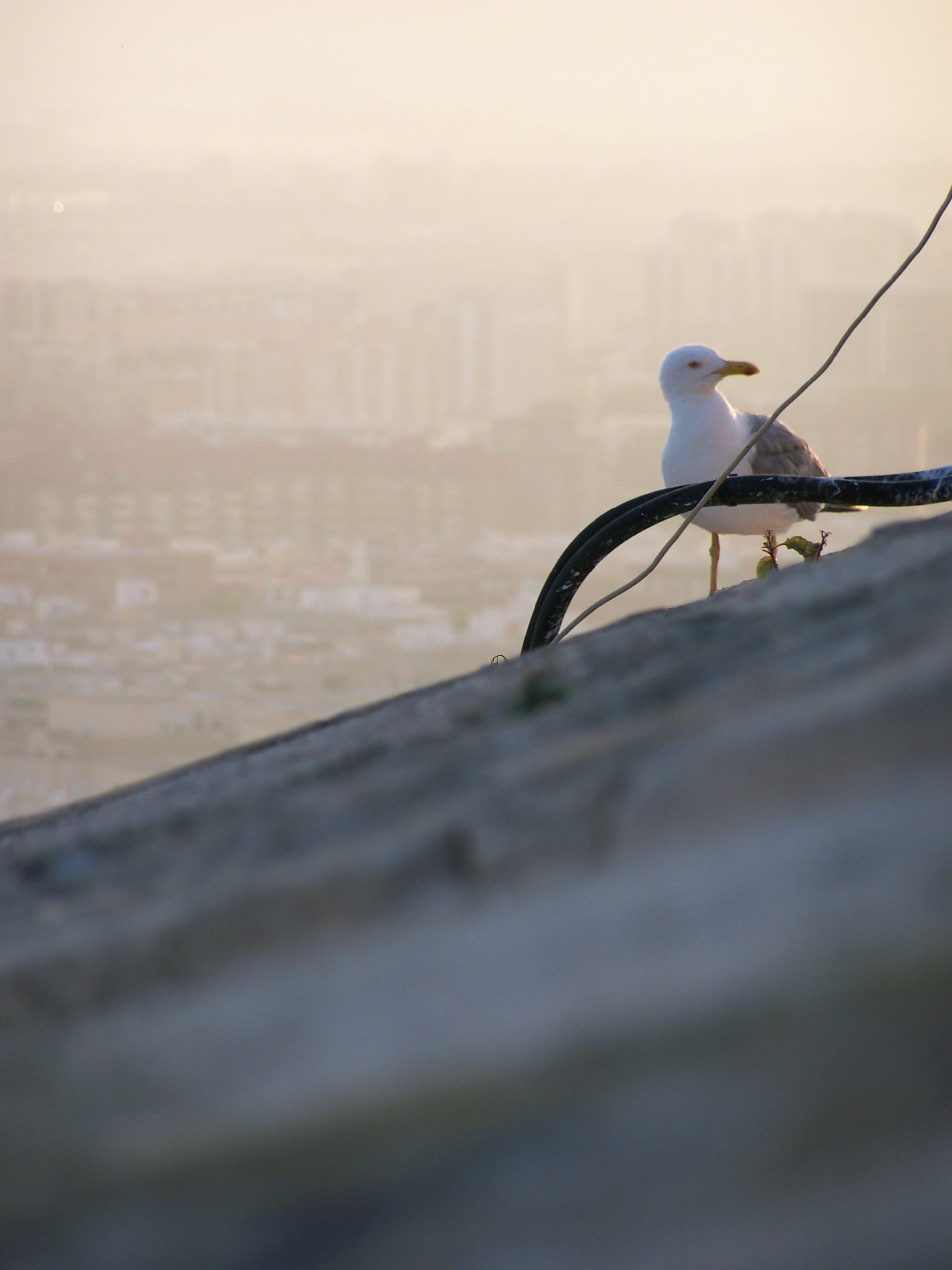 Malgorzata Musinska<p>A Seagull in the Sea of Concrete</p> 