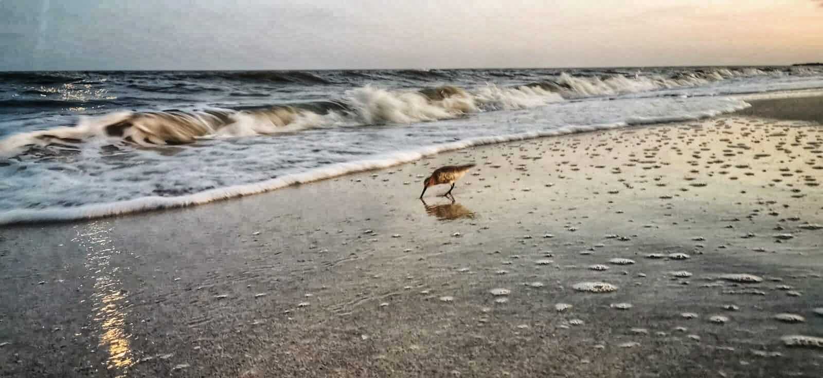 Maria Niamh Bratcovici<p>Shore fugitive (Calidris alpina) admiring the waves and resting</p>