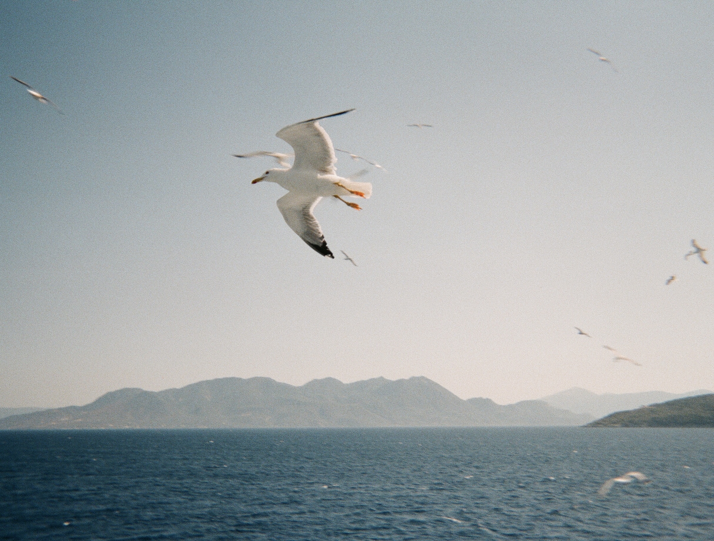 Maria Janini<p>Flying seagull</p> 