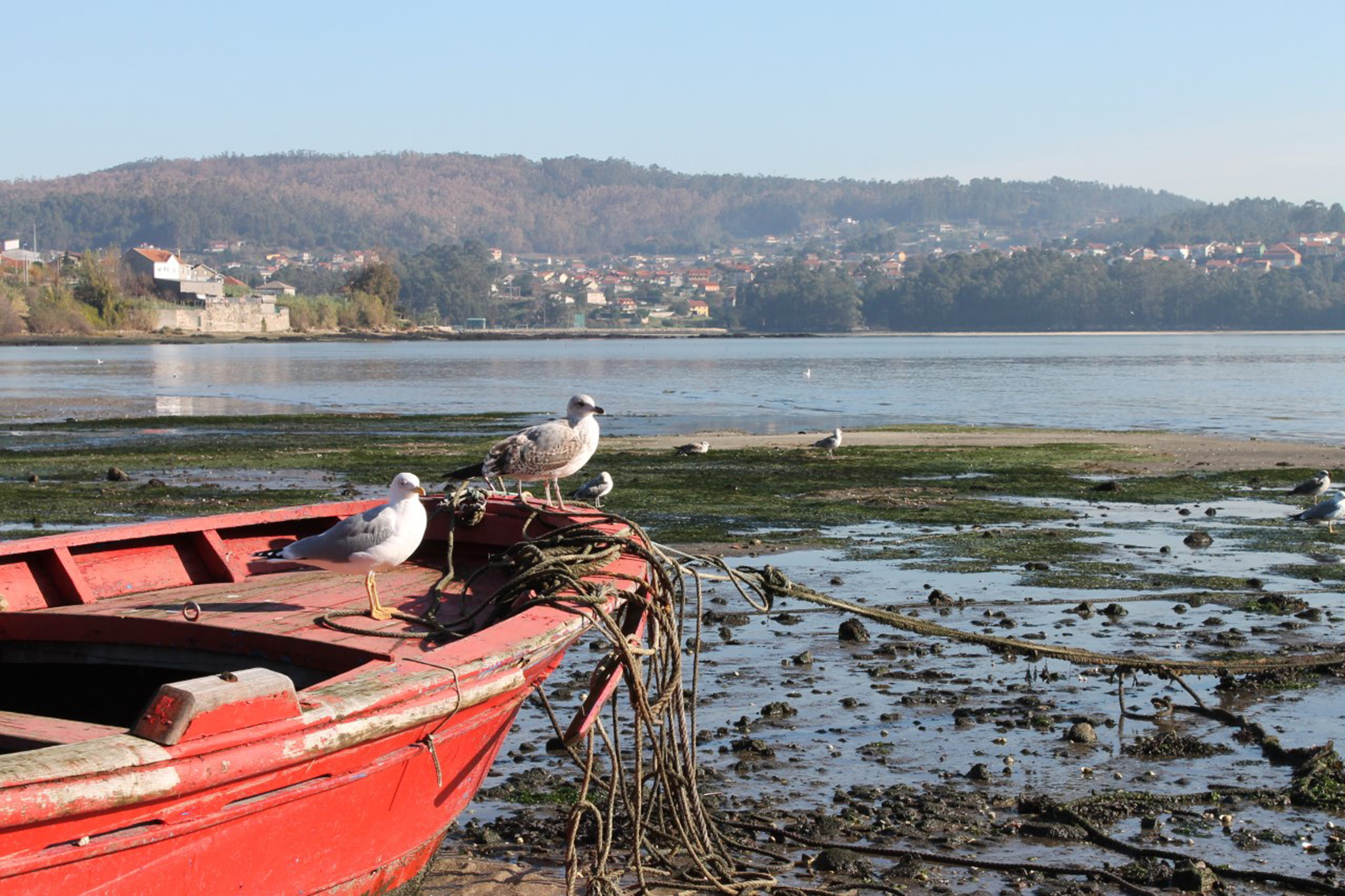 Marta Cruz Flores <p>Seagulls and humans, a long-term relationship</p> 