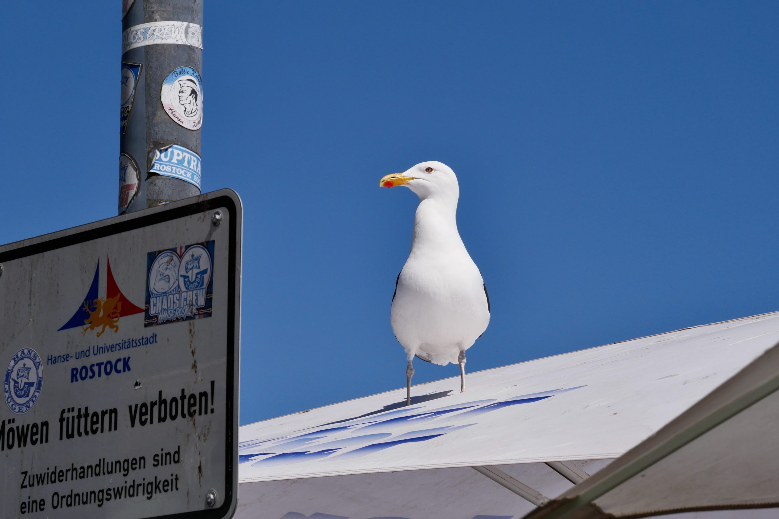 Friederike Polland <p>Möwen füttern verboten! - Do not feed the seagulls!</p>