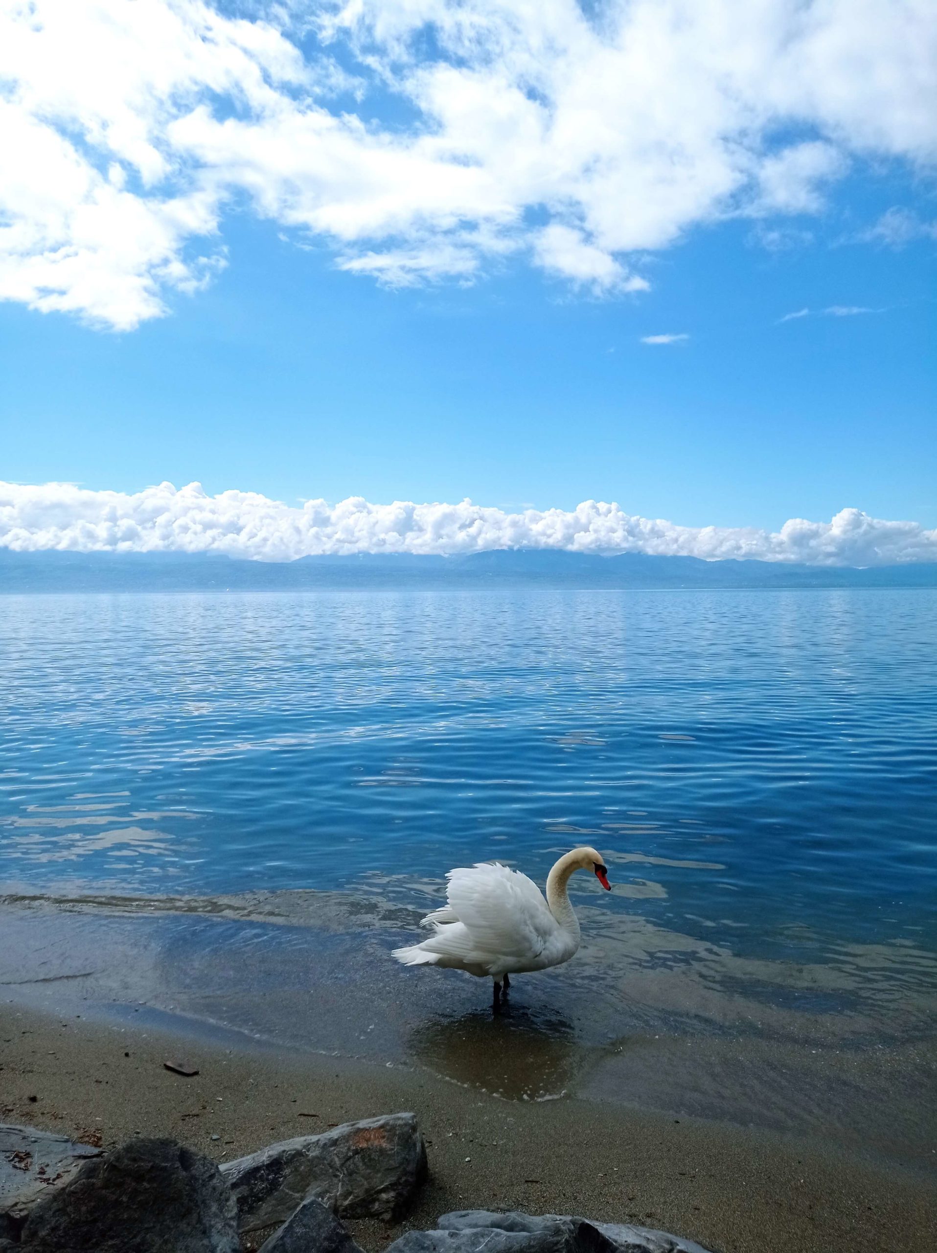 Raquel Iborra<p>Swan lake</p> 