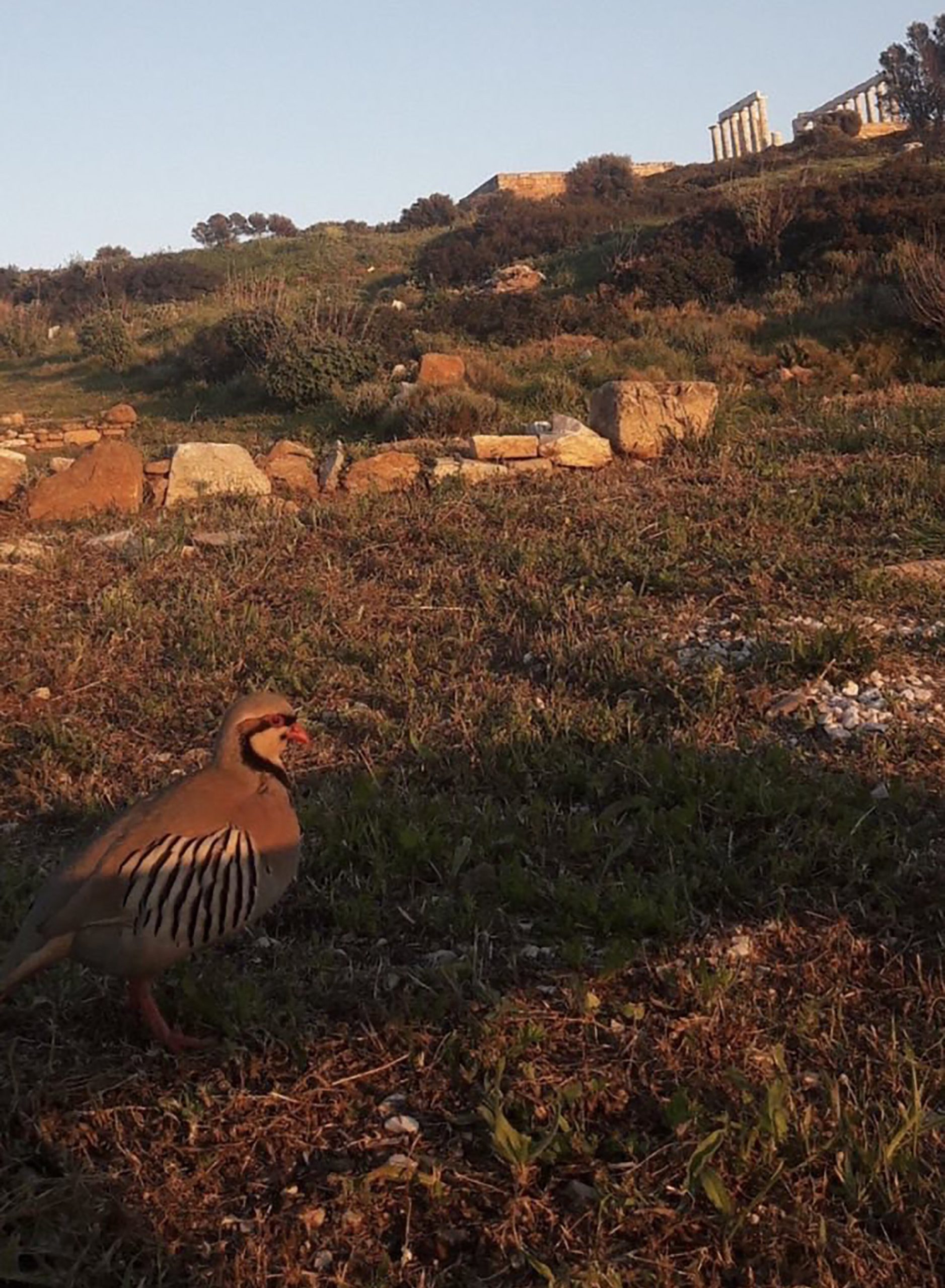 Stavroula Kazila<p>Our planet is changing and with it everything. So also the partridge a mountain bird was seen by the sea. Change to Survive. A mother partridge searches for her young in the last breath of sunlight. The mother's instinct and concern, values and ideals unchanged over the centuries.</p> 