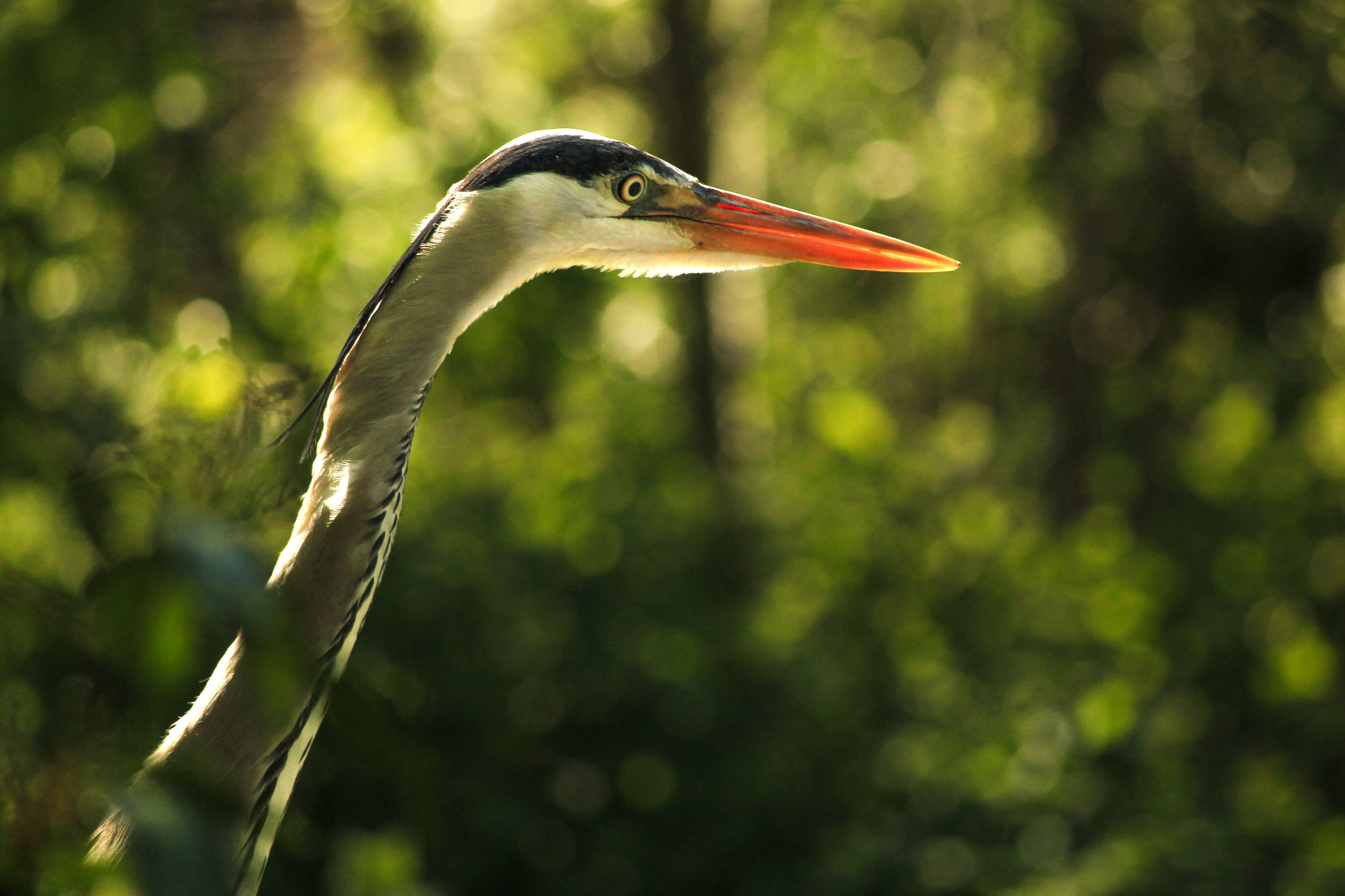 Saana Londono <p>"Emerging Majesty" - Grey Heron</p>