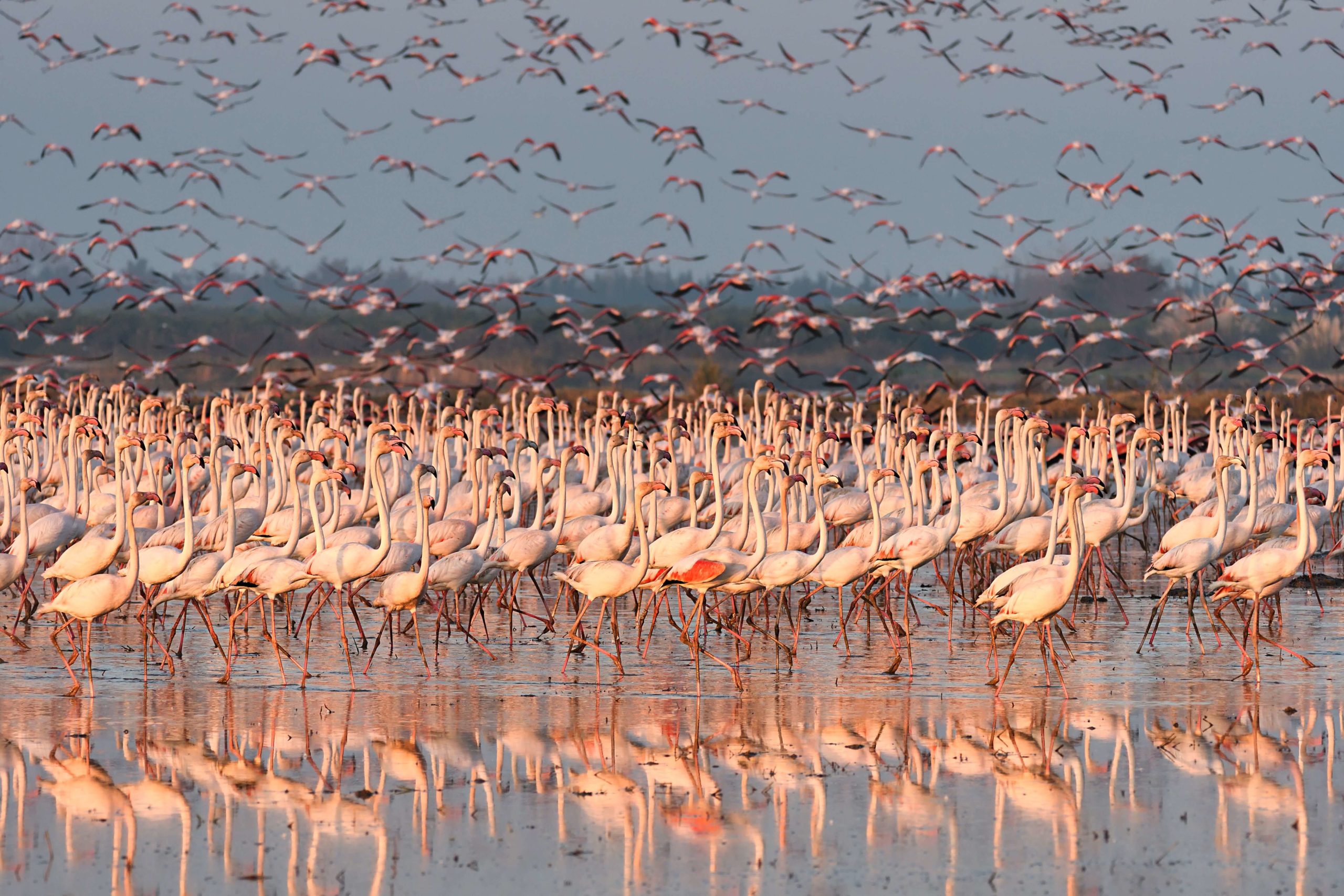 David Talens <p>A sea of flamingos</p> 