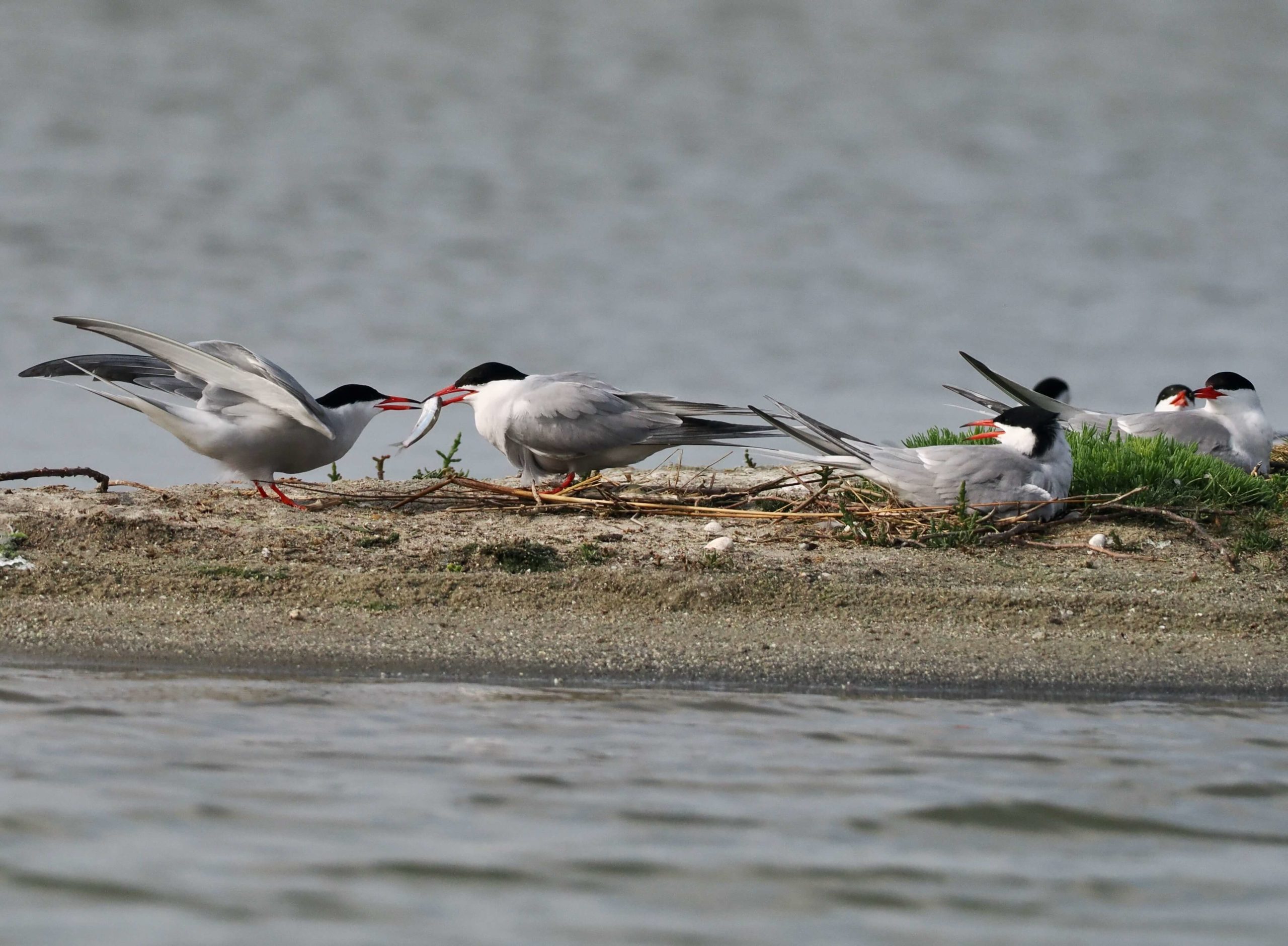 Vincent Ridoux <p>Common Terns. Offering an anchovy as a sign of loyalty</p> 