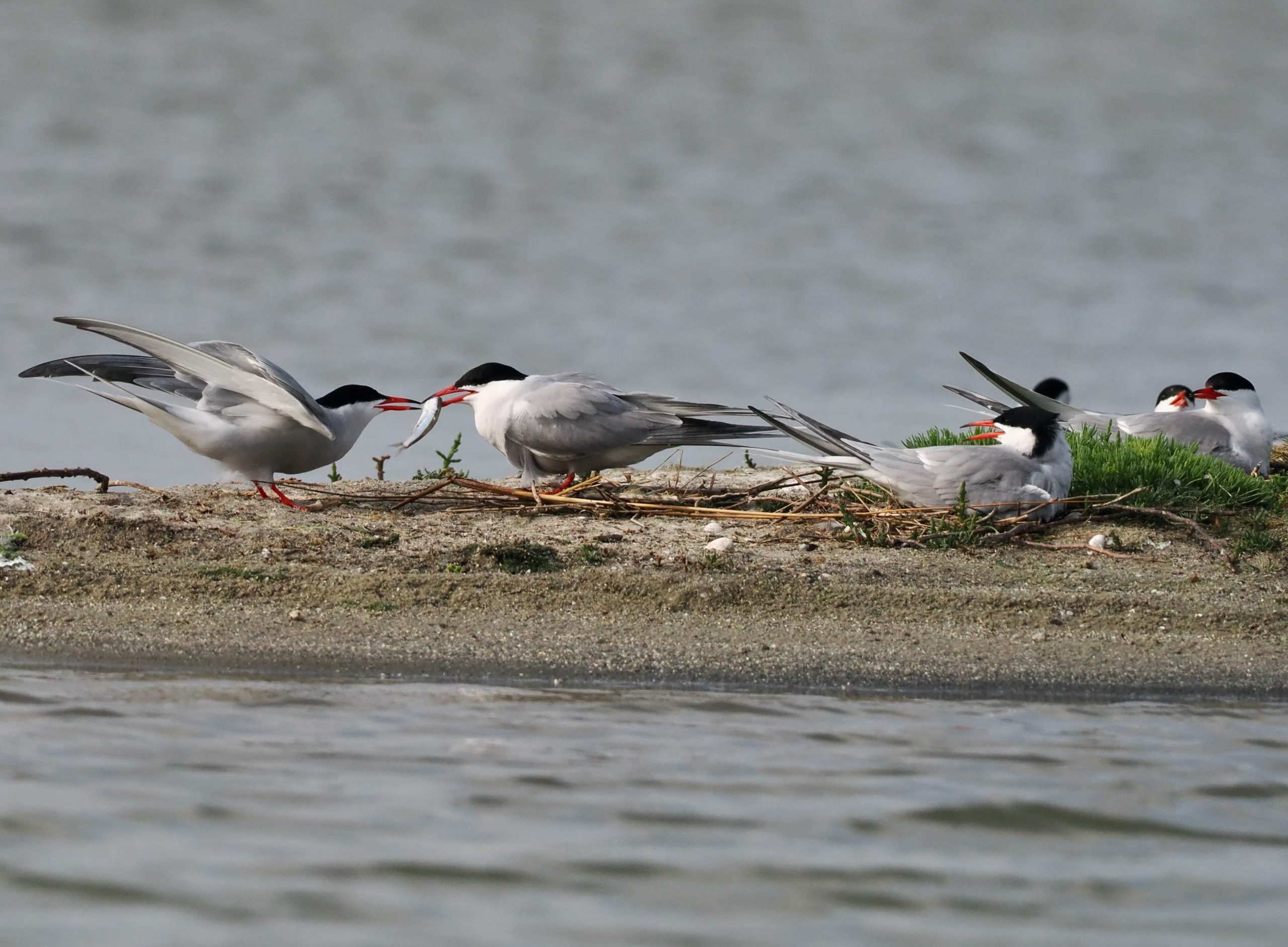 Vincent Ridoux <p>Common Terns. Offering an anchovy as a sign of loyalty</p>