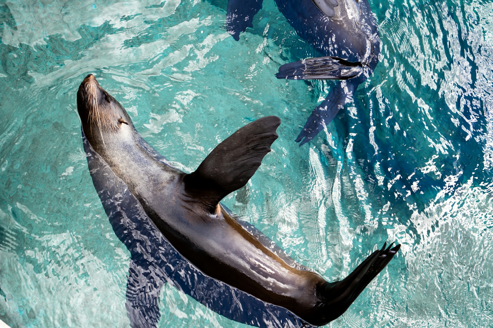 Marine mammals and vessel noise: Exposure and impacts