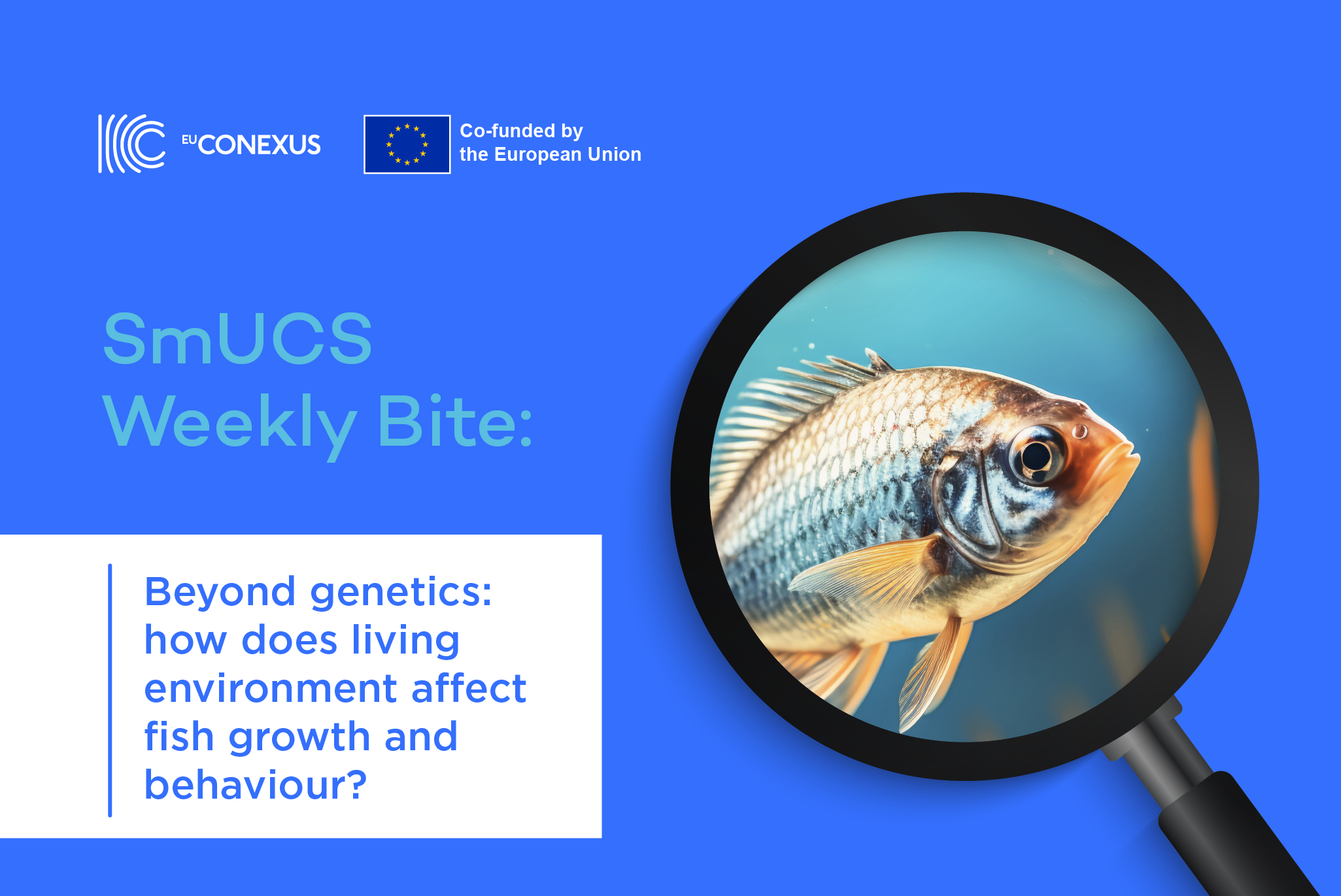 SmUCS Weekly Bite | Beyond genetics : how does living environment affect fish growth and behaviour?