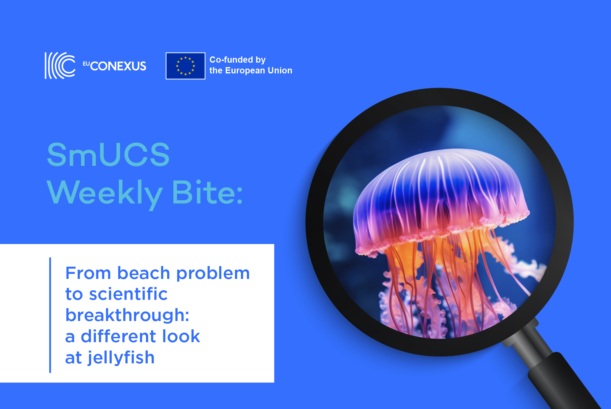 SmUCS Weekly Bite: From beach problem to scientific breakthrough: a different look at jellyfish