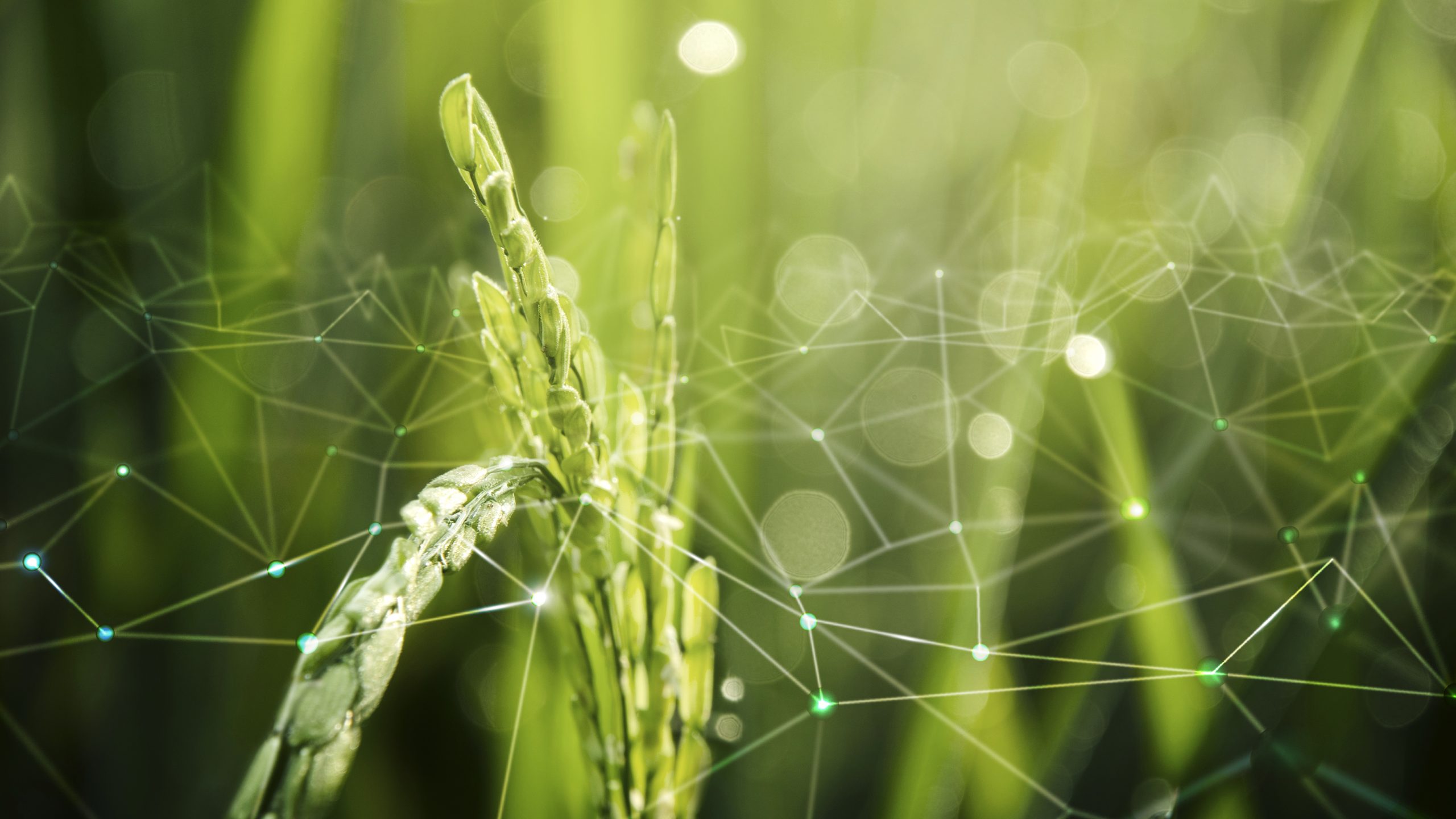 Certificate in Global Agri-food systems