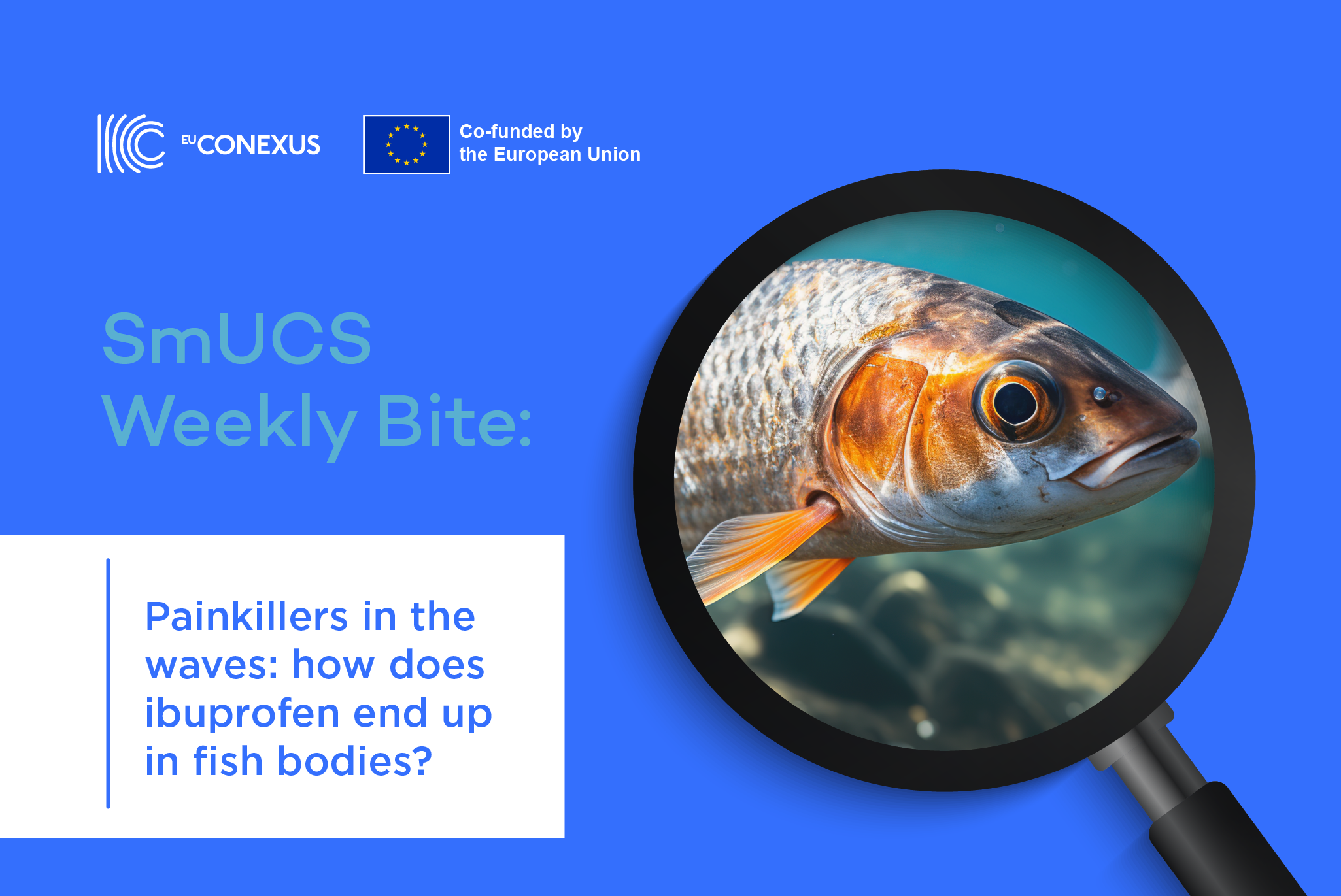SmUCS Weekly Bite : Painkillers in the waves: how does ibuprofen end up in fish bodies?