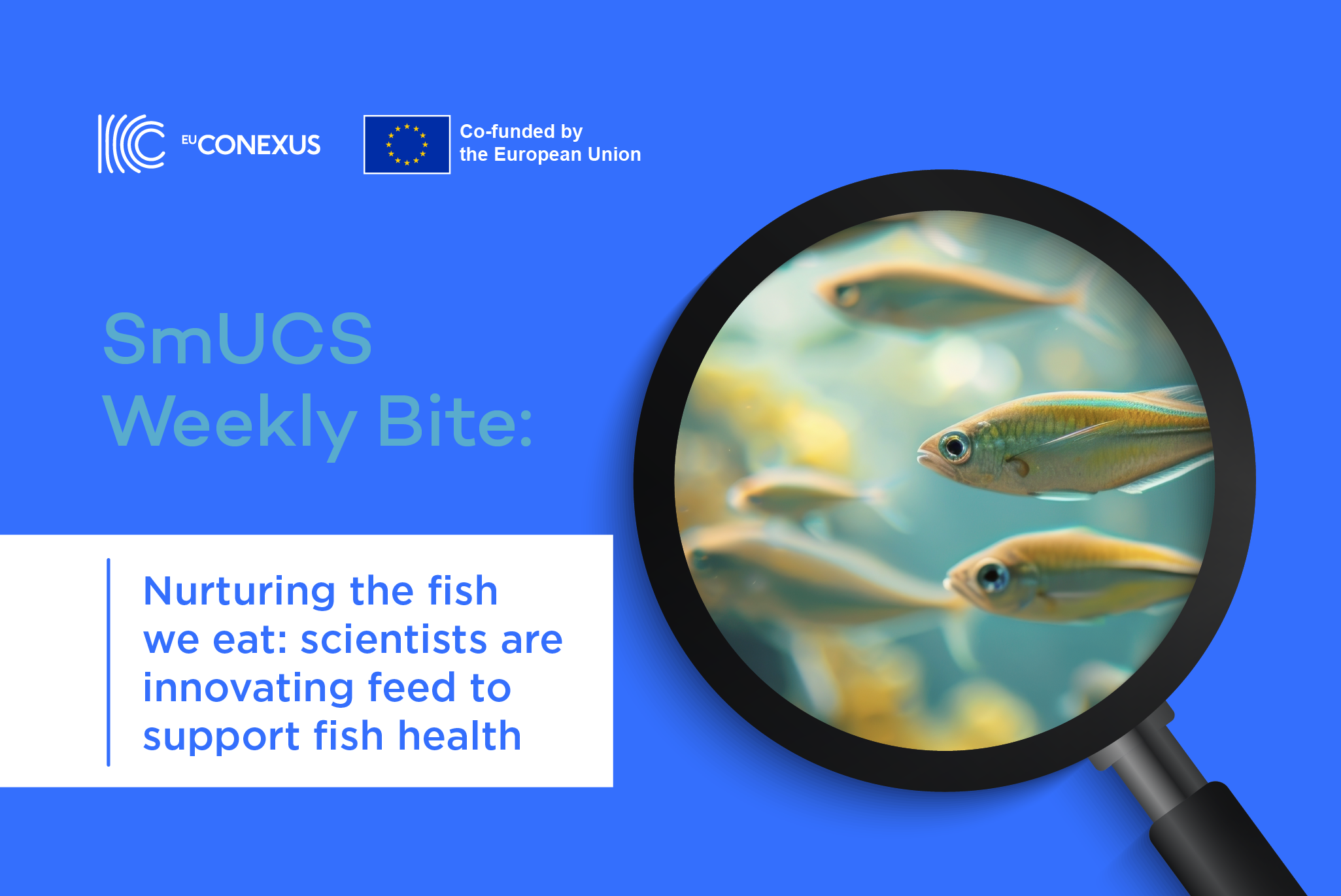 Nurturing the fish we eat: scientists are innovating feed to support fish health