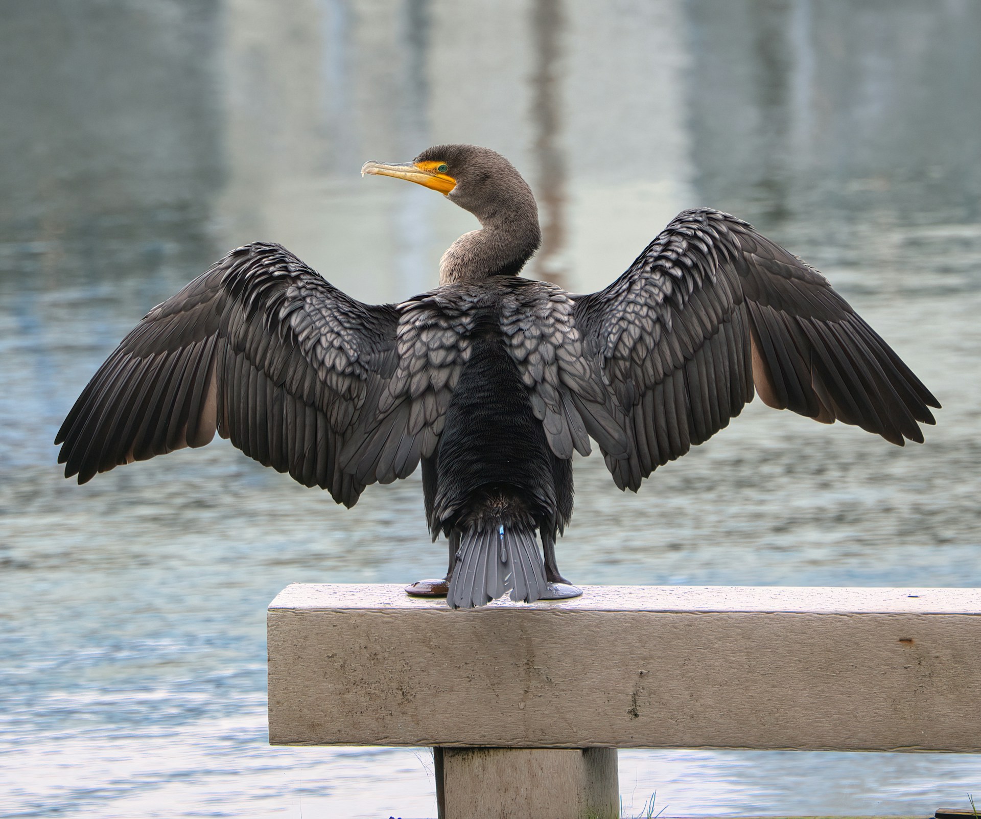 How do you catch cormorants and other birds?