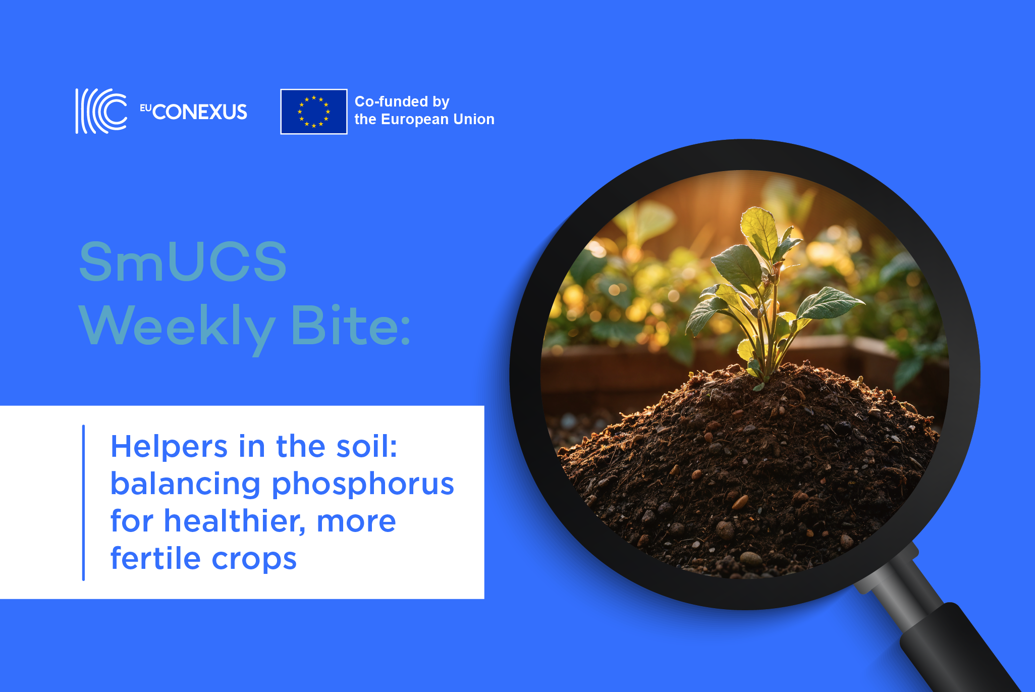 SmUCS Weekly Bite | Helpers in the soil: balancing phosphorus for healthier, more fertile crops