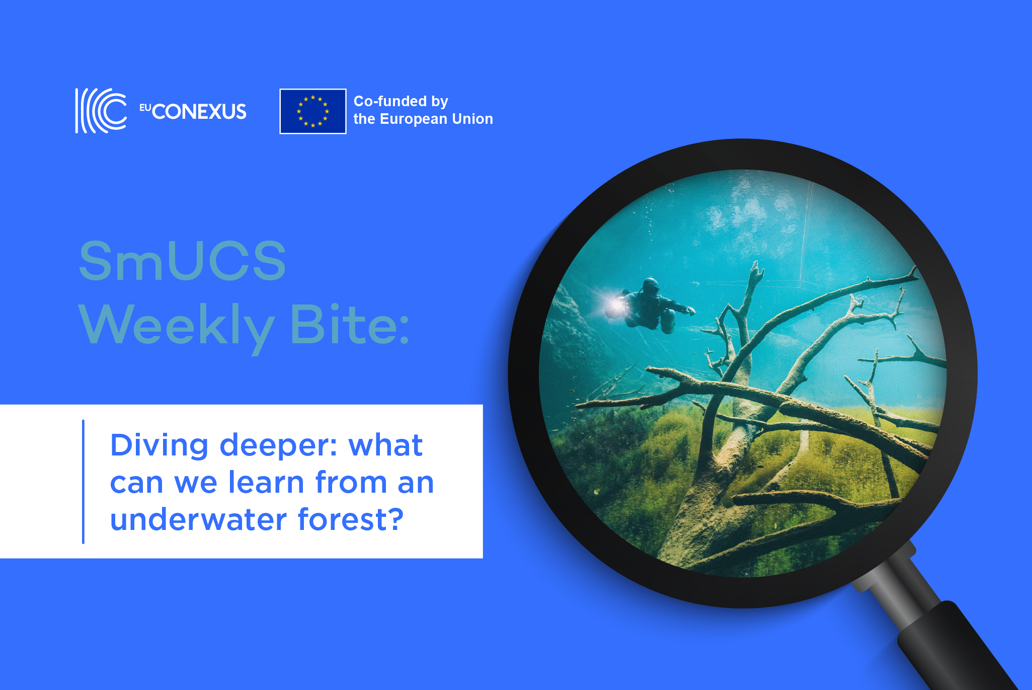 SmuCS weekly bite | Diving deeper: what can we learn from an underwater forest?