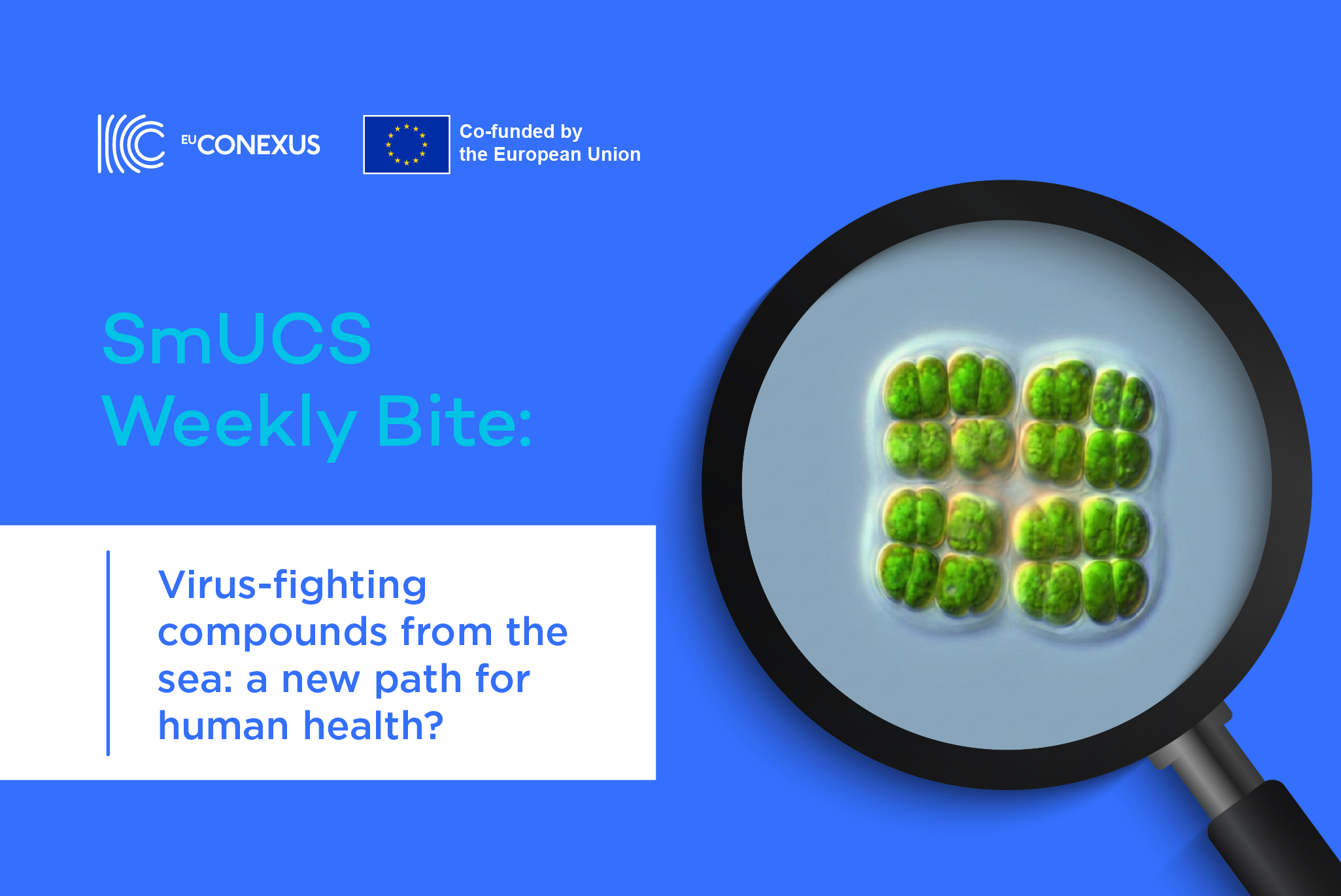 SmUCS Weekly Bite | Virus-fighting compounds from the sea: a new path for human health?