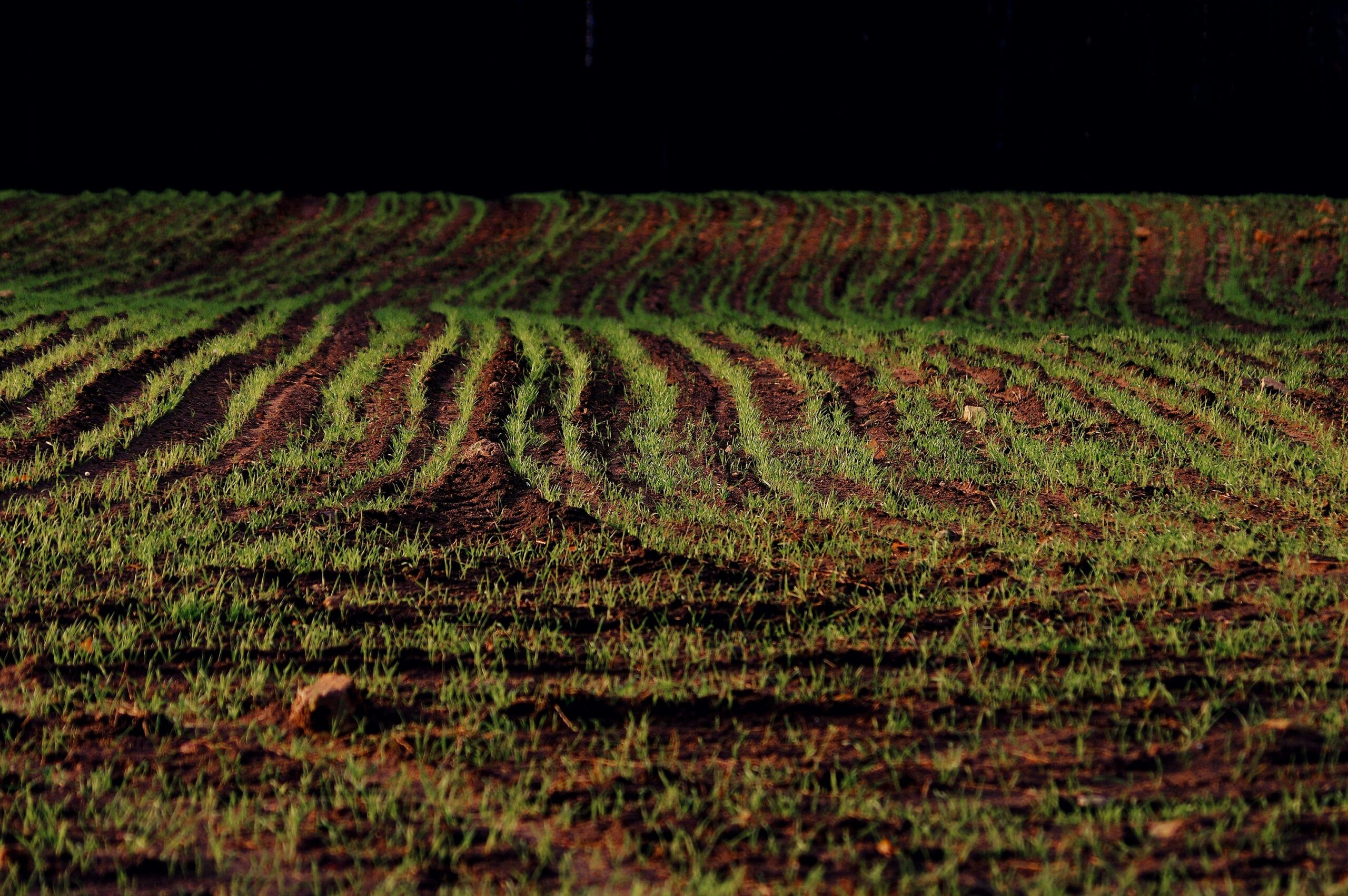 Vegetation composition, Trophic Status and Yield assessment of rotational Pastures in Mecklenburg-Western Pomerania – 2nd call 