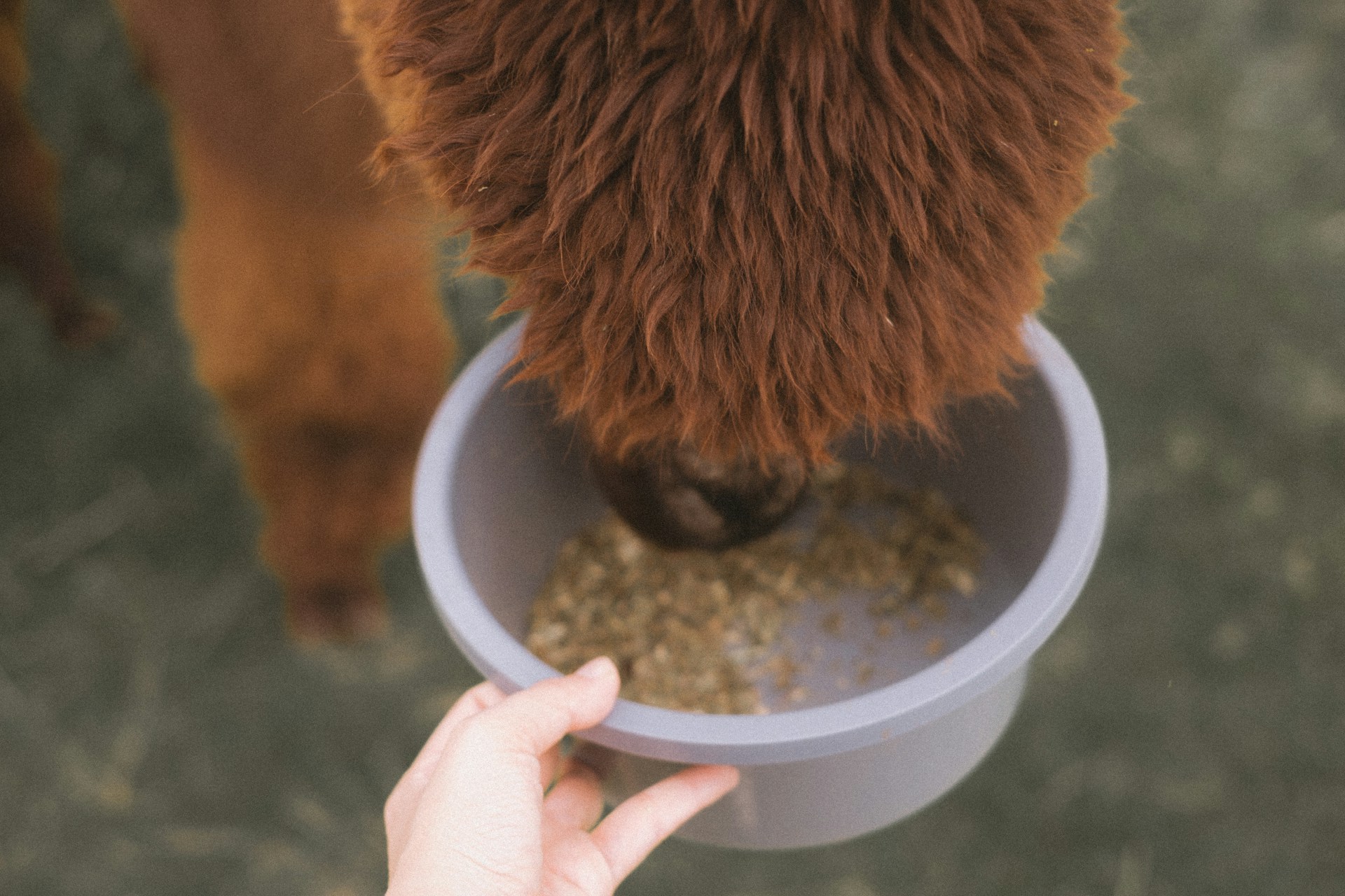Building Sustainable Livestock Systems