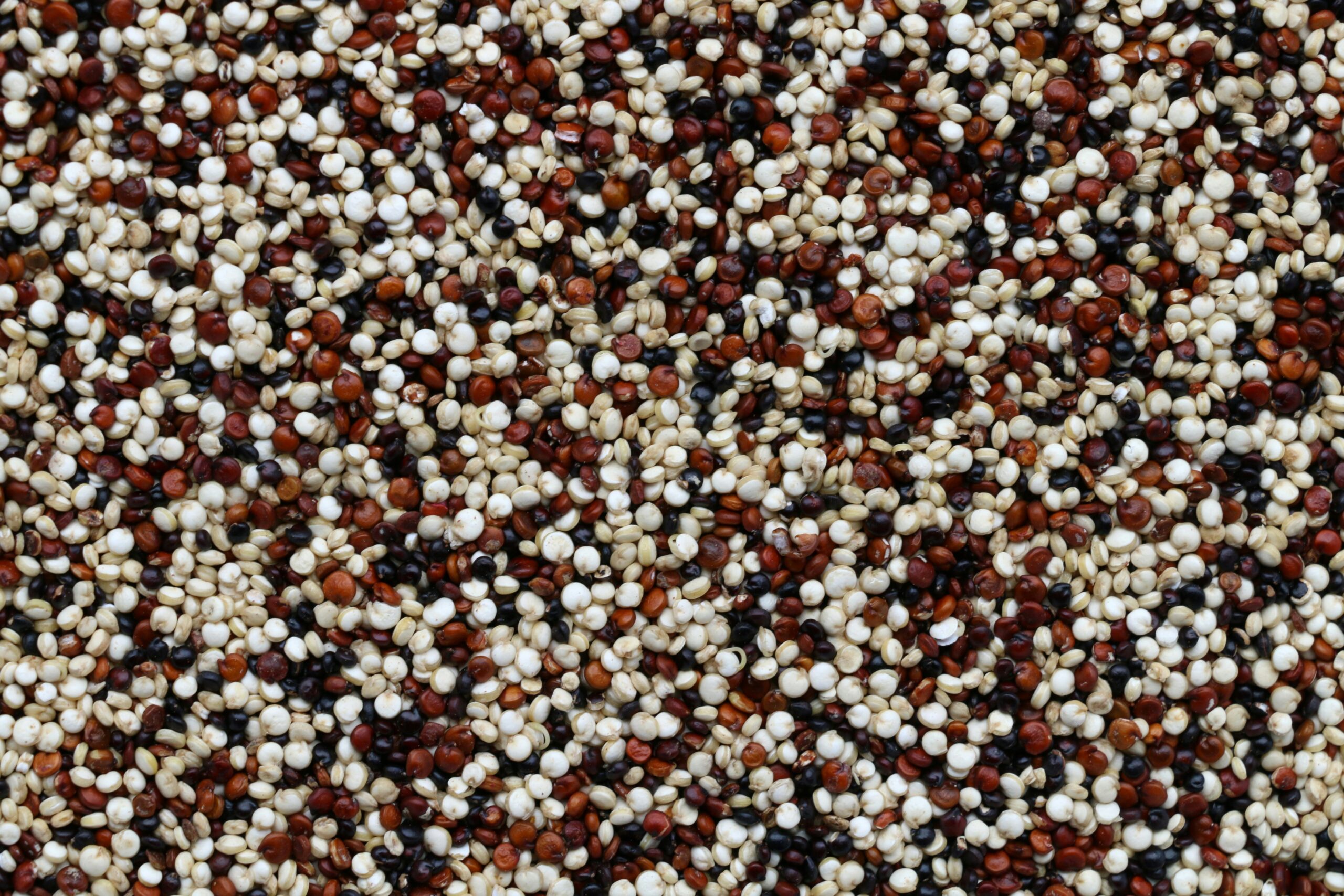 Metabolomic Characterization and Bioactivity Assessment of Major Saponin Classes in Genetically Diverse Quinoa 